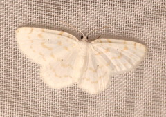 Hydrelia albifera