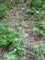 Polemonium caeruleum