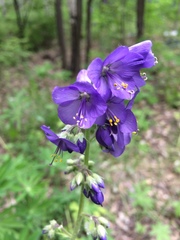 Polemonium caeruleum