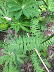 Polemonium caeruleum
