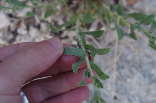 Image of Xanthisma blephariphyllum by (c) Eric Knight, some rights reserved (CC BY)