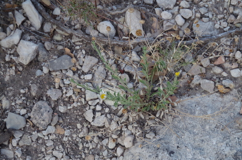 Image of Xanthisma blephariphyllum by (c) Eric Knight, some rights reserved (CC BY)