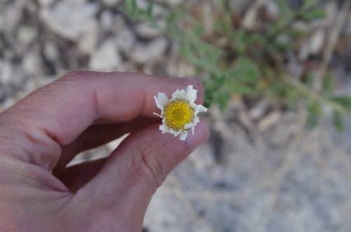 Image of Xanthisma blephariphyllum by (c) Eric Knight, some rights reserved (CC BY)