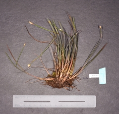 Juncus stygius