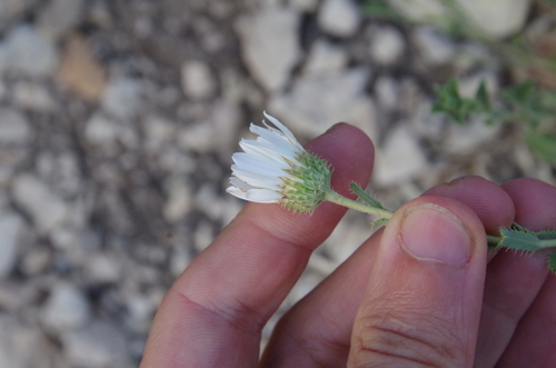 Image of Xanthisma blephariphyllum by (c) Eric Knight, some rights reserved (CC BY)