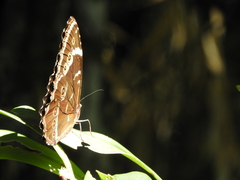 Morpho helenor achillides