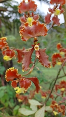 Cyrtochilum serratum