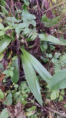 Cyrtochilum serratum