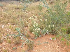 Ptilotus clementii