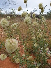 Ptilotus clementii