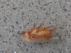 Amphimallon assimile