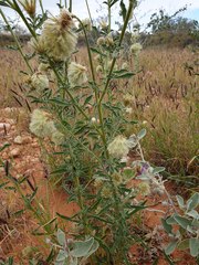 Ptilotus clementii