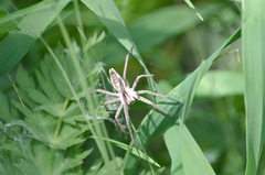 Pisaura mirabilis