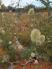 Ptilotus clementii