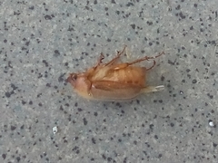 Amphimallon assimile