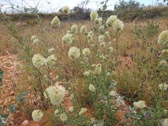 Ptilotus clementii