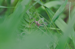 Pisaura mirabilis