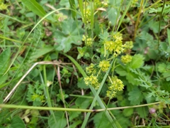 Alchemilla glaucescens