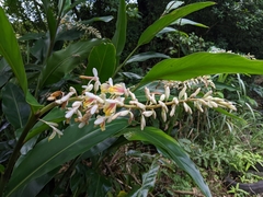 Alpinia formosana