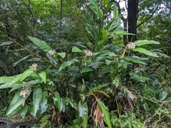Alpinia formosana