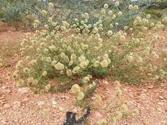 Ptilotus clementii