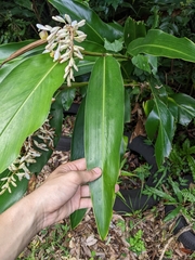 Alpinia formosana