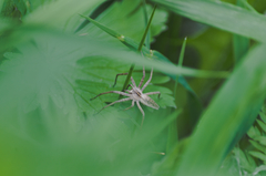 Pisaura mirabilis
