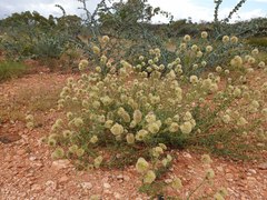 Ptilotus clementii