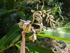 Alpinia formosana