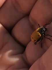 Lachnaia sexpunctata