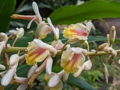 Alpinia formosana