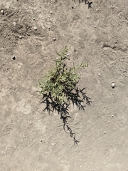 Aeluropus lagopoides