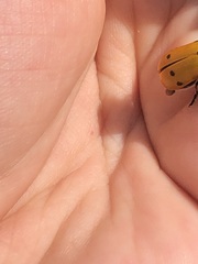 Lachnaia sexpunctata