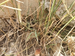 Melica cupani