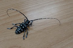 Anoplophora chinensis