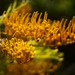Grevillea robusta - Photo (c) Geoff Fox, μερικά δικαιώματα διατηρούνται (CC BY-NC), uploaded by Geoff Fox