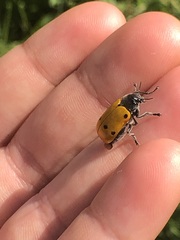 Lachnaia sexpunctata