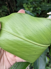 Alpinia formosana