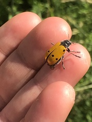 Lachnaia sexpunctata