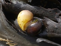 Littorina obtusata