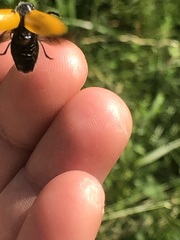 Lachnaia sexpunctata