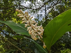 Alpinia formosana