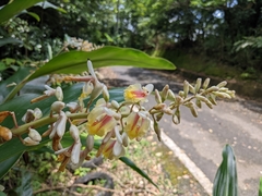 Alpinia formosana