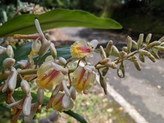 Alpinia formosana