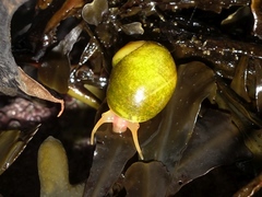 Littorina obtusata