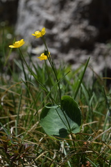 Ranunculus thora