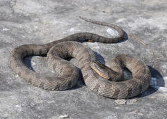 Nerodia sipedon insularum