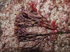 Furcellaria lumbricalis