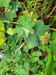 Alchemilla glaucescens