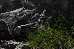 Sesleria sphaerocephala